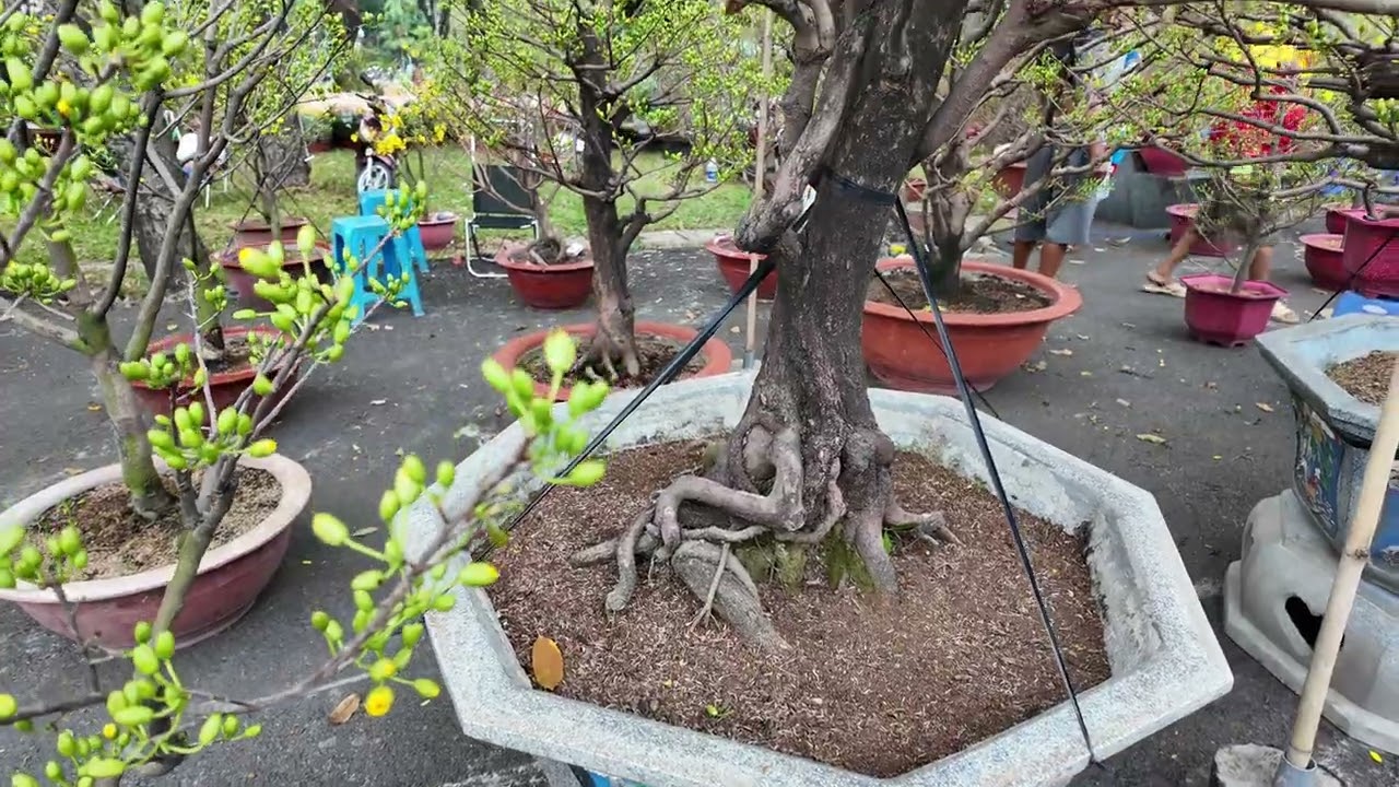 GỐC, DÁNG, THÂN, THẾ 