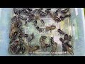 【クワガタ採集】ライトトラップで100匹以上のクワガタ採れて調子乗ってたら人生終わりかけました。