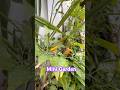 Mini Garden #plantita #relate #chillipeppers #moringa #miracle #medicinal #plants #herbs