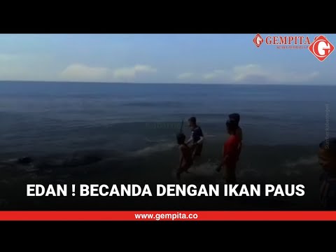 Ngeri ! Anak-anak di Maluku Asik Gangguin Ikan Paus yang Terdampar