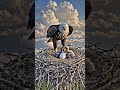 Amazon Jungle Animal Births Caught on Camera 😱🌿 Unseen Wildlife Secrets