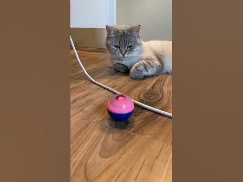 Обычно, мячики им нравится 😜 - YouTube