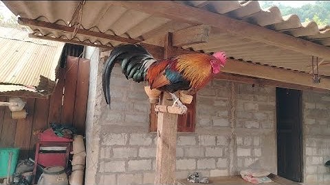 qaib​ dib​ nawb nyiam noog tau nawb​10/2/ 2025