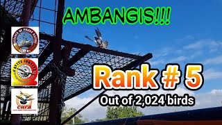 Top 5 out of 2,024 birds ang alaga natin! | APR, CAVCOM at CHPA | Jan 23, 2022