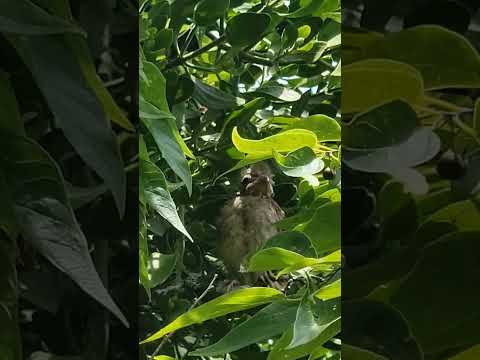 Young bird.@MMSun Jeje Channel