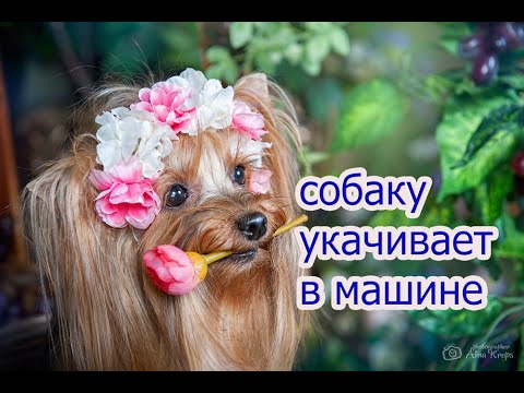 Видео: Движение собак - укачивание у собак