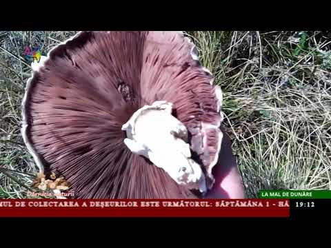 Dărnicia naturii - La mal de Dunăre Dărnicia naturii - La mal de Dunăre