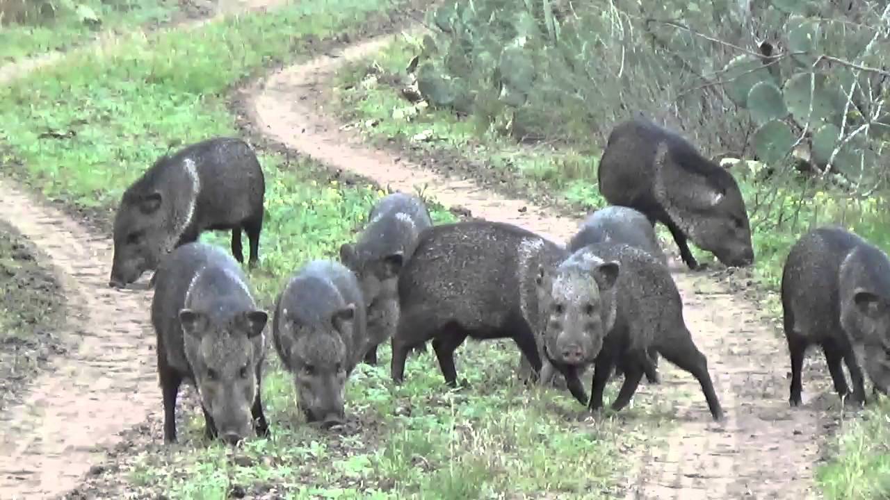 South Texas Javelina South Texas Hunting Outfitters Youtube