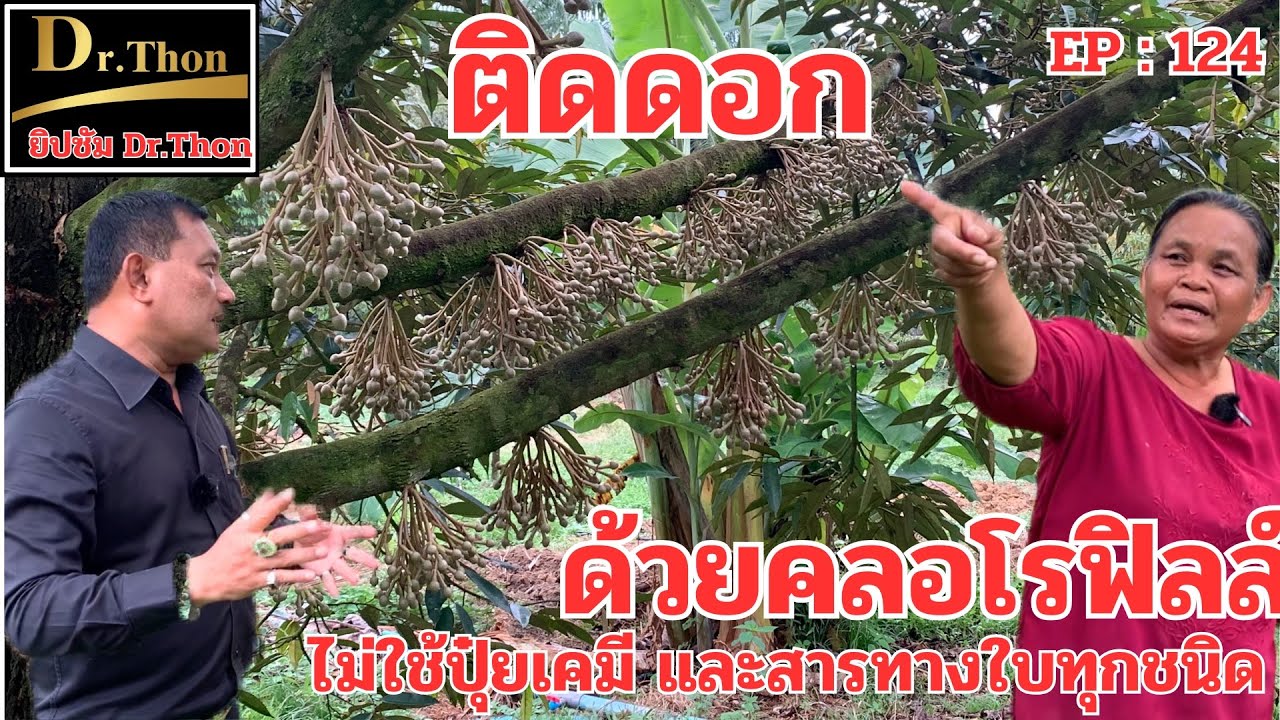 สวนป้าออ จ.ชุมพร ไม่ใช้ปุ๋นเคมี ไม่ใช้สาร ติดเอกแข็งแรง ด้วยยิปซัม Dr.Thin โทร.099-425-6888