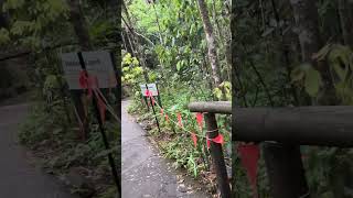 🌿 Peaceful Walk at Montville Lookout | Sunshine Coast Nature Trail 🇦🇺