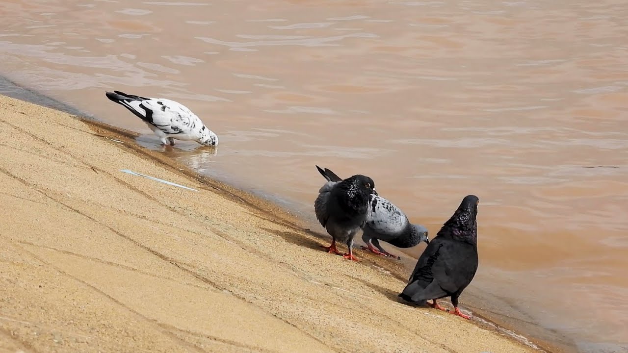 how-do-pigeons-drink-waters-youtube