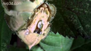 A spiny leaf insect laying an egg: The eye of  E.T. - 2D version