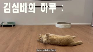 김심바의 하루🐱 ( 동물병원, 고양이 방광염, 방광슬러지, 마곡 반려동물 카페)