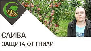 Как спасти урожай сливы Как спасти урожай сливы