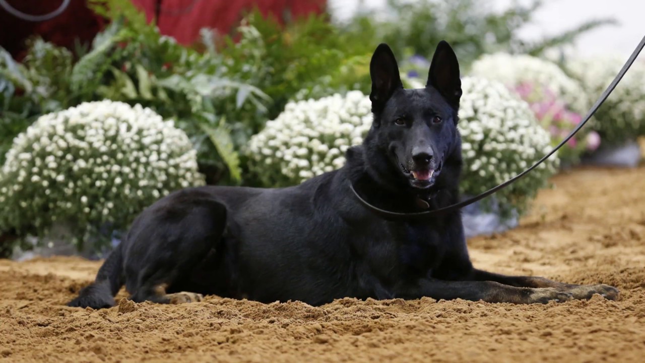 What you get with a Western Shepherd?