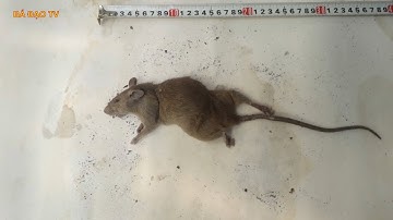 Chuột bị 3 bẫy kẹp, thế này thì chạy thoát bằng mắt