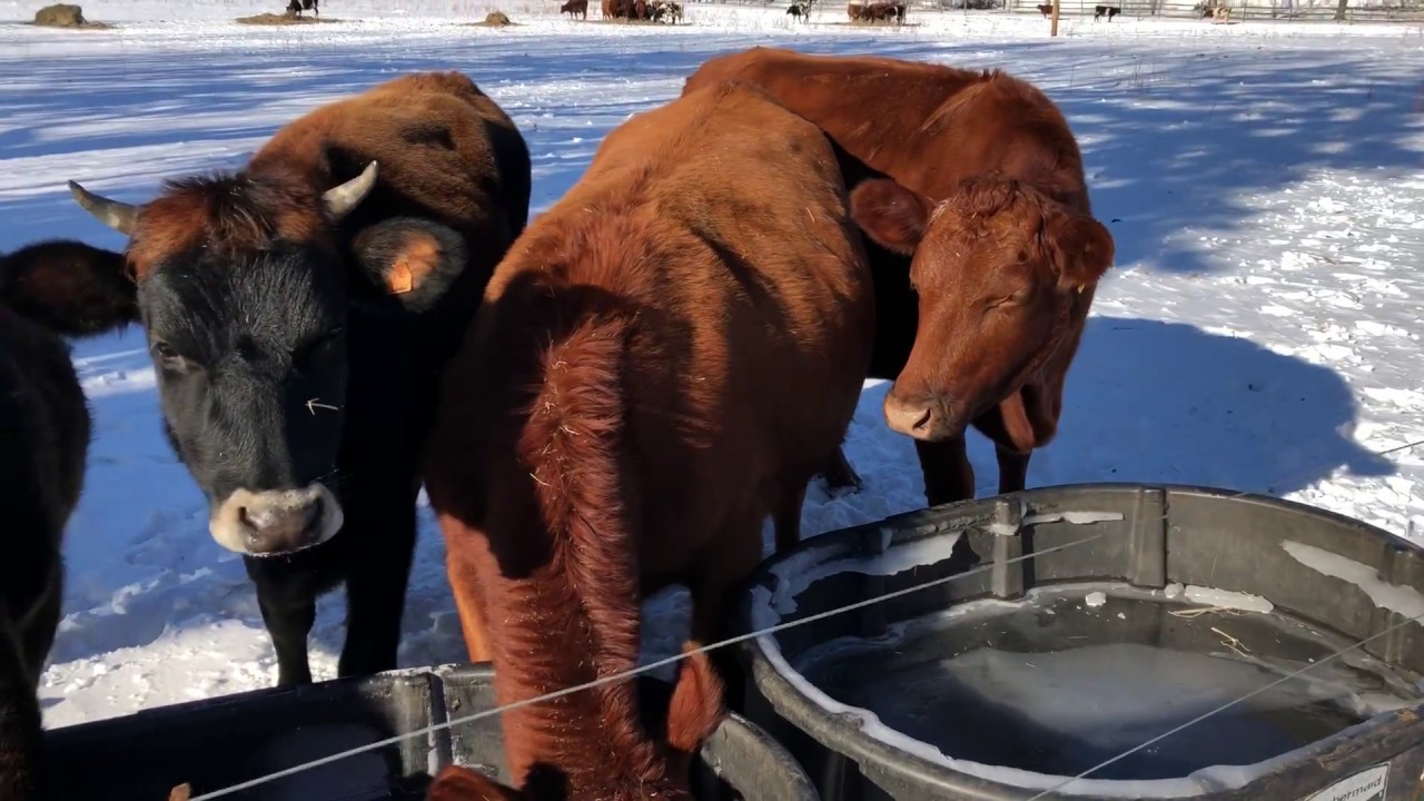 Cows drinking during the cold spell in New Jersey - YouTube