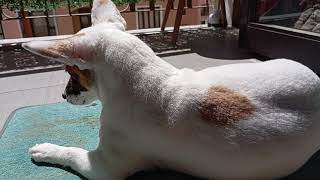 Found my dog sunbathing outside again | May 2, 2024