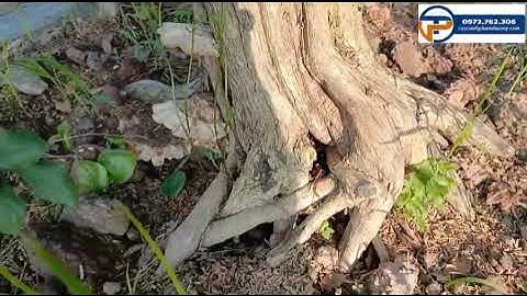 Cây nguyệt quế lá nhỏ thân xoắn | Cây Cảnh Phạm Thương