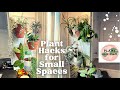 Astuces pour les plantes dintrieur  style et dcoration pour les petits espaces visite des plantes avec noms