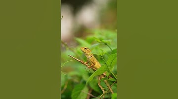 grasshopper farming in uganda, grasshopper farming in kenya,