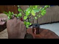 বনসাই কিভাবে ওয়ারিং করতে হয়।(how to wearing bonsai)