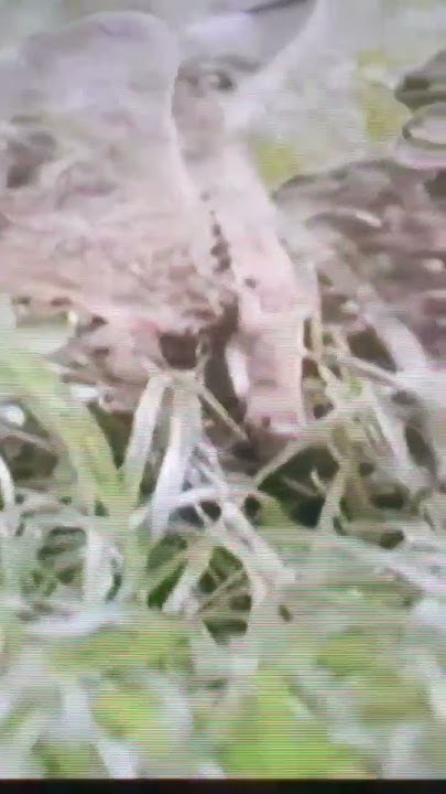 wild-cat-kill-rat-youtube