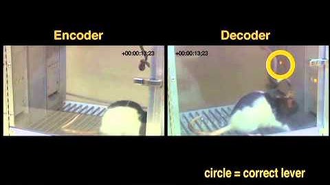 First mind-reading implant gives rats telepathic power