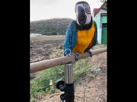 บลูแอนด์โกลด์ มาคอว์ (อังกฤษ: blue-and-gold macaw)