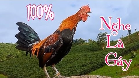 Tiếng gà rừng gáy chuẩn 💯✅ ( Mồi siêu NHạy 2024 ) || Suab qaib qus qua zoo dib tuaj100%✓✓