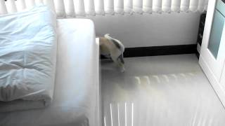 Funny Puppy Levi Playing Hide & Seek by Sue Conradie 787 views 13 years ago 46 seconds