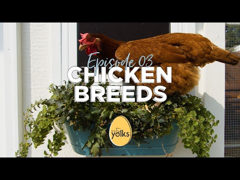 Wideo: Kurczaki: Najlepsze podwórkowe rasy kur niosek