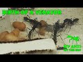 The birth of an ant Harpegnathos venator (formicarium/nest for ants)