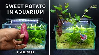 Growing Sweet Potato In Aquarium - Time Lapse