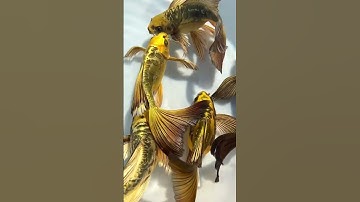 Cá chép sư tử vẩy rồng vàng - Beautiful super gold butterfly carp  #cachepsutu #koi #butterflycarp