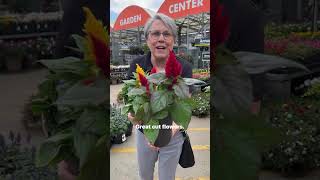Stuff we have for you to learn and enjoy: 🌻YouTube 🌻The Live Gardening Show 🌻Instagram,