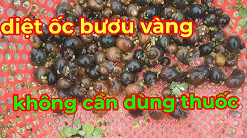 xử lý ốc bưu vàng ,bằng vôi ,một cách hiệu quả nhất.@ocbuou37.nghean.30 .