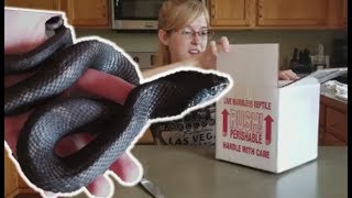 Unboxing an Upset Eastern Hognose