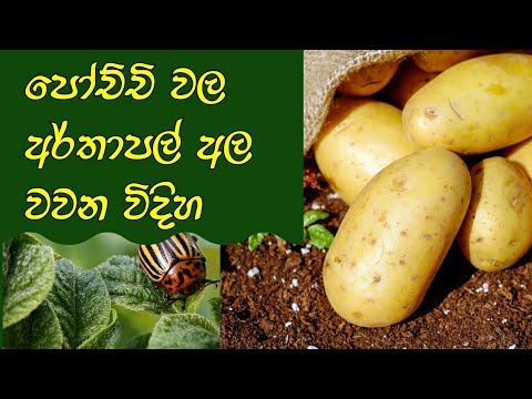 පෝච්චිවල අර්තාපල් අල වවමු(How To Grow Potato In Containers)
