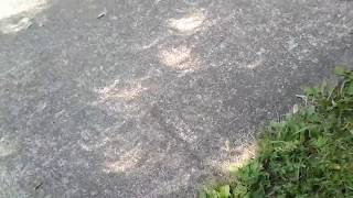 Crescent shaped eclipse shadows under a tree Gallatin Total Solar Eclipse 21Aug2017