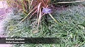 Anthracnose of Liriope