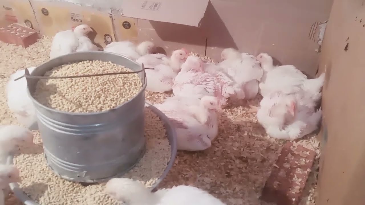 الطريقه الصحيحه لتغير العلف الفراخ البيضه وافضل ميعاد وتحويل العلف على جسم الفرخ نسبه٠/ ٠  ٧٥