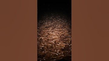 Blender - Worms with Geometry Nodes