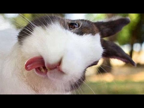 funny-and-cute-bunny-rabbit-videos-compilation-2017---pets-of-instagram-[new]