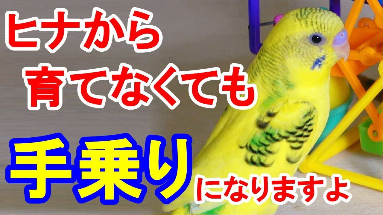 Budgerigars] Even if they are not used to you at all, they will