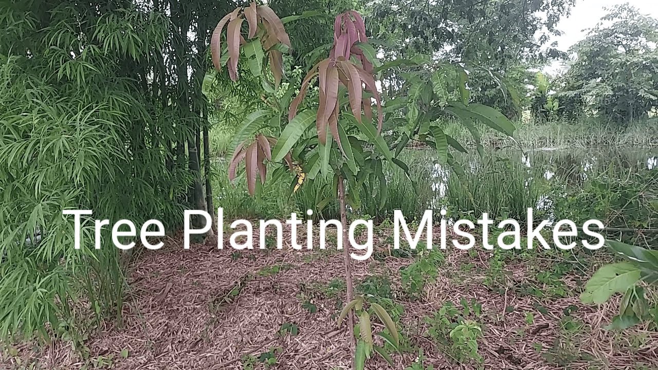 Tree Planting Mistakes