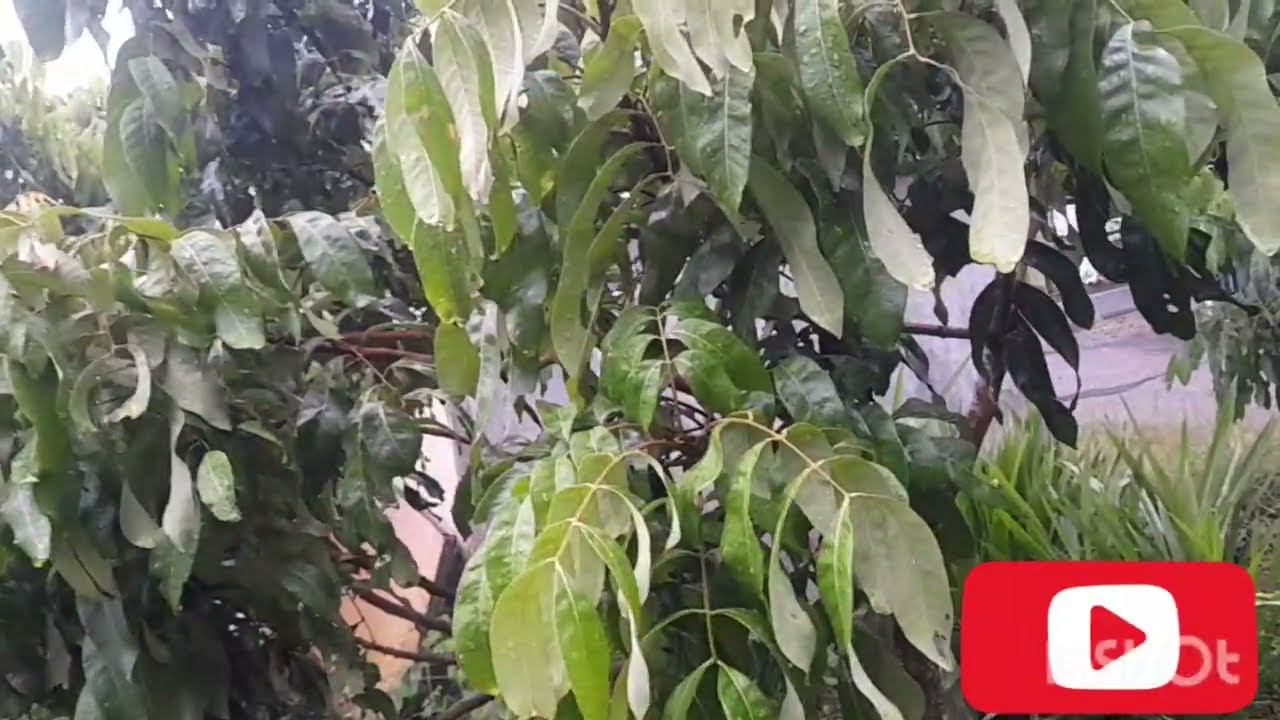 Hal yang harus dilakukan sebelum dilakukan pembosteran tanaman kelengkeng new kristal