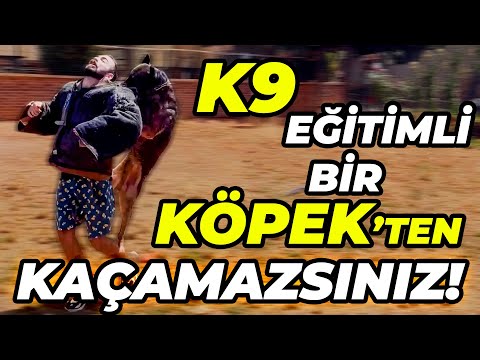 Engel Tanımayan K9 Eğitimli Köpekler! REEF K9 MALİNOİS ve DOBERMAN KÖPEK ÇİFTLİĞİ