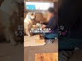 すみません寝てました【ゴールデンレトリバーがいる暮らし】 #コール家