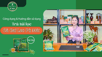 Công dụng và hướng dẫn sử dụng Cà gai leo giải độc gan Pù Mát